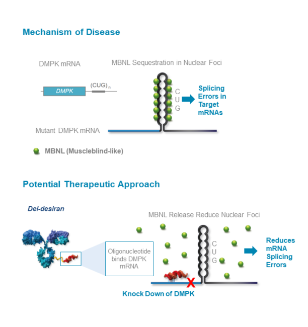 DM1 - Avidity Biosciences